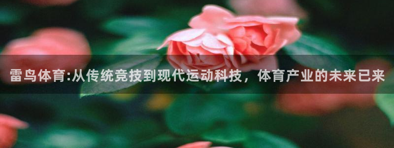 七星体育直播现场直播高清：雷鸟体育:从传